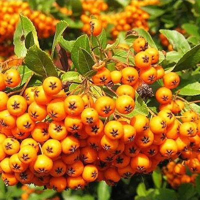 Produktbild von 2 x Feuerdorn - Pyracantha 'Golden Charmer' | 60-80 cm im Container