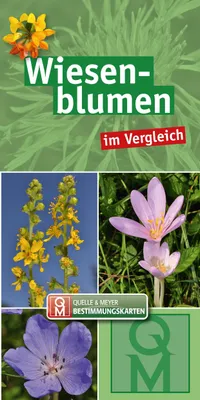 Image de Wiesenblumen