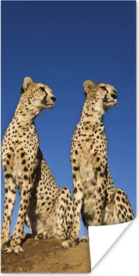 Produktbild von MuchoWow® Poster Wilde Geparden 20x40 cm - Plakat - Foto