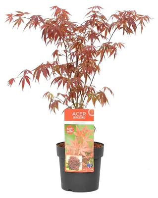 Produktbild von Bloomique - Acer Palmatum Atropurpureum - Japanischer Ahorn - Buntes Laub - Gartenpflanzen - Winterhart - 50-70 cm Hoch - Topf 19 cm