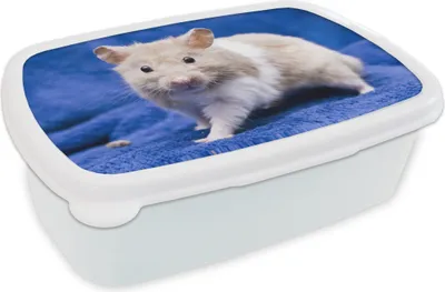 Obrázok produktu pre KitchenYeah® Lunchbox Sendvičový box 17x11 cm Syrský škrečok Detský box na desiatu - Obedový box - Deti - Sendvičový box - Školský box - Obedové boxy