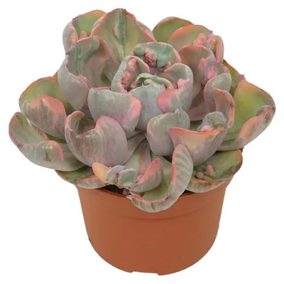 Zdjęcie produktu dla Róznobarwna rozeta - Echeveria "Cleopatra" - rzadkosc - latwy w pielegnacji sukulent - doniczka 10,5 cm
