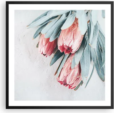 Produktbild von Gerahmtes Poster - Schwarzer Rahmen - Blume Eukalyptus Australier - 60x60 cm - Wand Bild - Wanddeko - Wandbilder - Kunstposter - Wandposter - Bilderrahmen - Bilder - Kunstdruck - P2BAC60x60-5016