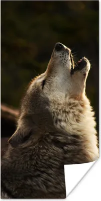 Produktbild von MuchoWow® Poster Wolf - Grau - Tiere 20x40 cm - Plakat - Foto