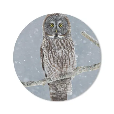 Produktbild von MuchoWow® Mauspad Mousepad Eule im Schnee 50x50 cm - Mousepads - Maus Mat - Pad - Mausunterlage - Vinyl