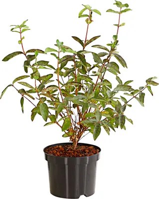 Produktbild von Dehner Honigbeere Polina, längliche süsse Früchte, ca. 30-40 cm, 3 l Topf, Beerenstrauch