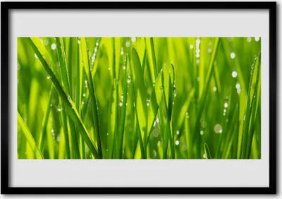 Produktbild von Bild 70x50 MDF-Rahmen Wandkunst Gras Natur Pflanze