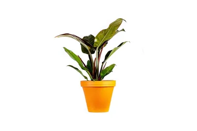 Produktbild von Gardner's Philodendron 'Imperial Red', Durchmesser 14 cm