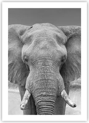 Produktbild von Poster - Poster ohne Rahmen - Elefant Afrika Tier - 50x70 cm - Wand Bild - Wanddeko - Wandbilder - Kunstposter - Wandposter - Bilder - Kunstdruck - Wanddekoration - Wandbild - P2XPA50x70-5072