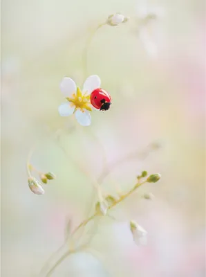 Produktbild von Lichtblick Fensterfolie selbstklebend, blickdicht, Sichtschutz - bunt mehrfarbig, 100 cm, 100 cm x 100 cm (B x L)