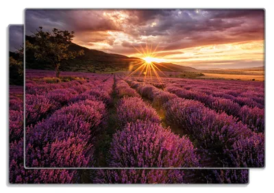 Produktbild von Wallario Frühstücksbrettchen 2er Set aus Glas, je 20 x 30 cm, mit rutschfesten Füßen, Motiv Lavendelfeld bei Sonnenuntergang - Sonnenstrahlen