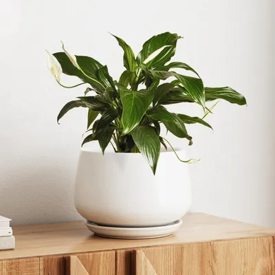Obrázok produktu pre Keramický kvetináč, 25 cm, s podstavcom, matná biela farba