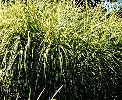 Produktbild von 6 x  Miscanthus sin. 'Variegatus' - Chinaschilf - Topf 9 x 9 cm