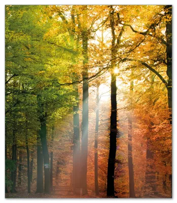 Produktbild von Wallario Herdabdeckplatte aus Glas, Größe 52 x 60 cm 1-teilig, Motiv Sonnenuntergang im Herbstwald
