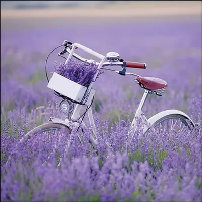Produktbild von Servietten Papier 33x33cm 3-lag mit Lavendel & Fahrrad Motiv 20 Stück