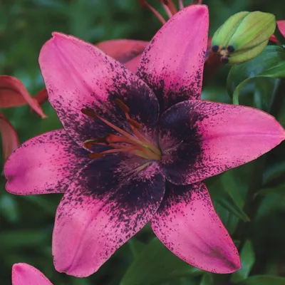 Zdjęcie produktu dla Lilia Azjatycka Purple Dream 1 szt Lilie cebule lilii cebulki