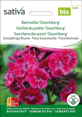 Artikelbild 2 von 'BIO Bartnelke Oeschberg' aus der Kategorie Nelkensamen