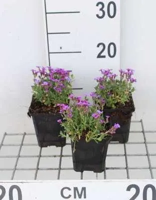 Immagine prodotto di 6 x Aubrieta hybrida 'Hamburger Stadtpark' - Blaukissen - Topf 9 x 9 cm