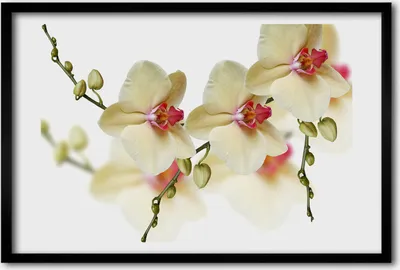 Produktbild von Bild 60x40 MDF-Rahmen, Wandkunst Orchidee