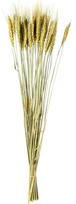 12er-Set konservierte Weizensträuße, beige, 70 cm
