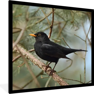 Produktbild von MuchoWow® Gerahmtes Poster Vogel - Amsel - Zweige - Tiere 40x40 cm - Poster mit Schwarzem Bilderrahmen Wandposter Rahmen Foto Bilder - Mit Rahmen - Wanddekoration Schlafzimmer