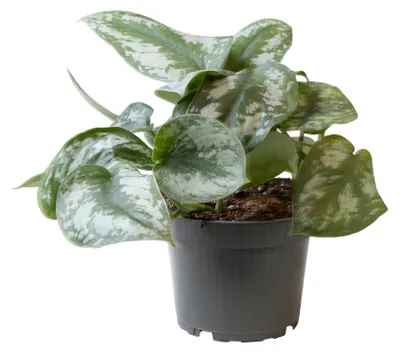 Zdjęcie produktu dla Philodendron Scandens Pictus - 22cm - Ø12cm - Roślina doniczkowa - Zimozielony