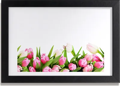 Produktbild von Bild 30x20 MDF-Rahmen, Wandkunst rosa Tulpen