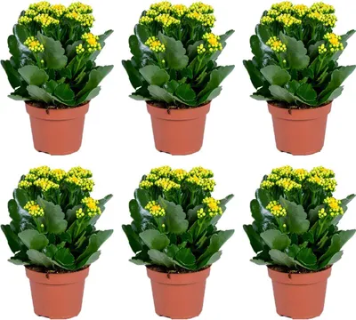 Zdjęcie produktu dla Kalanchoe | Żółty (6 szt.) - Roślina doniczkowa i doniczkowa w doniczce ⌀12 cm - ↕25-30 cm