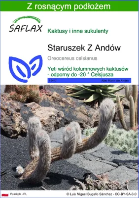 Zdjęcie produktu dla SAFLAX - Staruszek Z Andów - 40 Nasiona - Z podłożem uprawowym wolnym od zarazków - Oreocereus celsianus