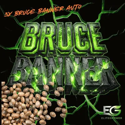 Produktbild von Autoflower | Bruce Banner | Saatgut-Set mit 3 automatisch blühenden Samen für Sammlung und Züchtungsdokumentation