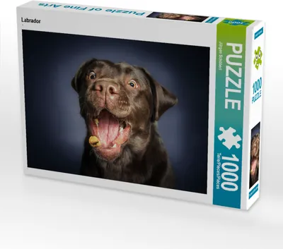 Produktbild von CALVENDO Puzzle Labrador 1000 Teile Puzzle quer | 1000 Teile Lege-Größe 64x48cm Foto-Puzzle für glückliche Stunden