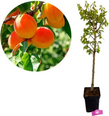 Produktbild von Prunus Armeniaca 'Goldrich' Aprikose, 5 Liter Topf