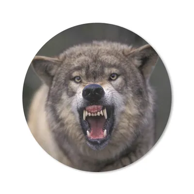 Produktbild von MuchoWow® Mauspad Mousepad Wolf - Maul - Zähne 30x30 cm - Mousepads - Maus Mat - Pad - Mausunterlage - Tischunterlage - Schreibtischmatten