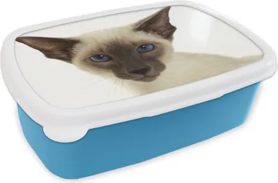 Produktbild von KitchenYeah® Lunchbox Brotzeit Brotdose 17x11 cm Porträt einer Siamkatze Kinder Brotzeitdose - Lunch - Kunststoff  - Brotbüchse - Sandwichbox - Lunchbox für Kinder