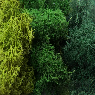 Produktbild von Green Stuff World - Islandmoos - Mix 1 - Grün