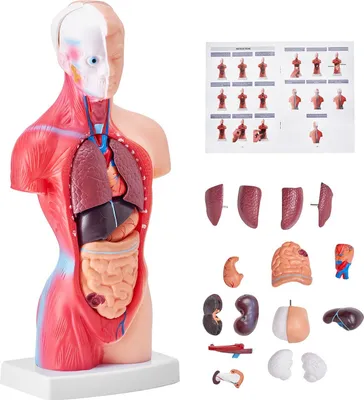 Zdjęcie produktu dla Model Anatomiczny Tors 15 Części