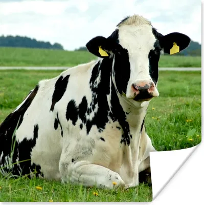 Produktbild von MuchoWow® Poster Kuh - Tier - Friesland 75x75 cm - Wand Dekoration