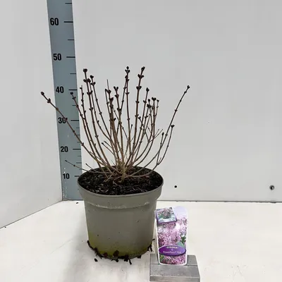 Obrázek produktu pro Syringa meyeri Flowerfesta® Pink ('Anny200817'PBR) – šeřík | 60–70 cm v květináči