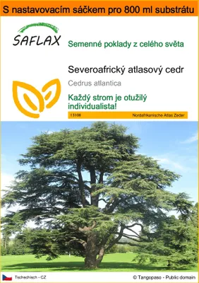 Obrázek produktu pro SAFLAX Garden in the bag - Severoafrický atlasový cedr - Cedrus atlantica - 20 Semena - S pěstebním substrátem v praktickém samovztyčovacím sáčku