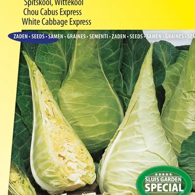 Image de Graines de chou pointu, chou blanc et chou de Filder – haute qualité pour une récolte riche et savoureuse – idéales pour le potager et les applications culinaires