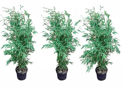 Produktbild von 3x Bambus Fargesia murielae ‘Jumbo’ 90–100 cm – winterhart, ohne Ausläufer, immergrün, Sichtschutz Hecke