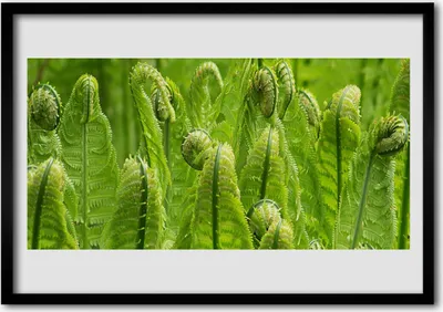 Produktbild von Bild 100x70 MDF-Rahmen Wandkunst Pflanze Natur