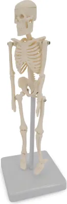 Produktbild von Mini Micro Skelett Anatomie Modell mit 20cm auf Stativ Schreibtisch