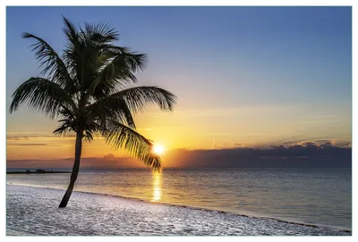 Produktbild von Wallario Küchenrückwand aus Glas, Größe: 90 x 60 cm, Motiv: Palme am Strand - Sonnenuntergang über dem Meer | Spritzschutz | abwischbar | pflegeleicht | in