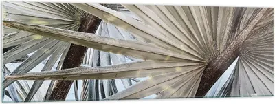 Produktbild von Bilder auf glas - Einteilig - Blatt Palme Natur - 160x50cm - Glasbilder - Wandbilder - Bilder - zum Aufhängen bereit - Wanddekoration aus Glas - Glas Bilder - Wandbild auf Glas - GAB160x50-5056
