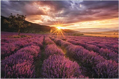 Produktbild von Wallario Wandbild Lavendelfeld bei Sonnenuntergang - Sonnenstrahlen, Größe: 61 x 91,5 cm, Poster mit rahmenlosen Bildhalter