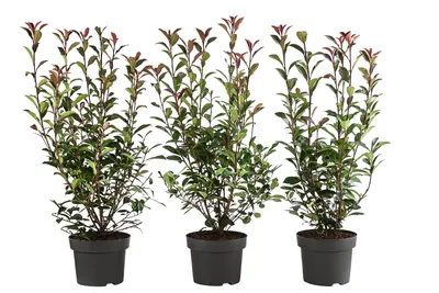 Produktbild von Dehner Purpur-Glanzmispel Carre Rouge, für 1 Meter Hecke, 40-60 cm, 3 x 5 l Topf, Heckenpflanze