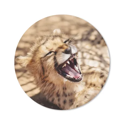 Produktbild von MuchoWow® Mauspad Mousepad Gepard - Tier - Nahaufnahme 40x40 cm - Mousepads - Maus Mat - Pad - Mausunterlage - Schreibtisch Accessoires