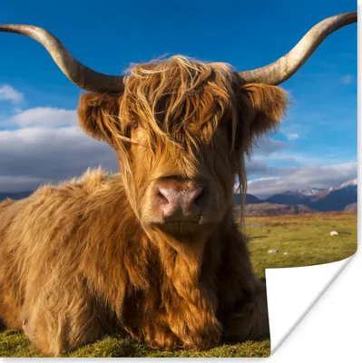 Produktbild von MuchoWow® Poster Schottische Highlander - Tiere - Gras 75x75 cm - Wand Dekoration
