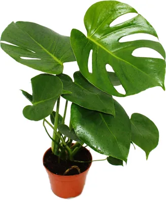 Produktbild von Monstera deliciosa - Fensterblatt - 12cm Topf - ca. 30-35cm hoch